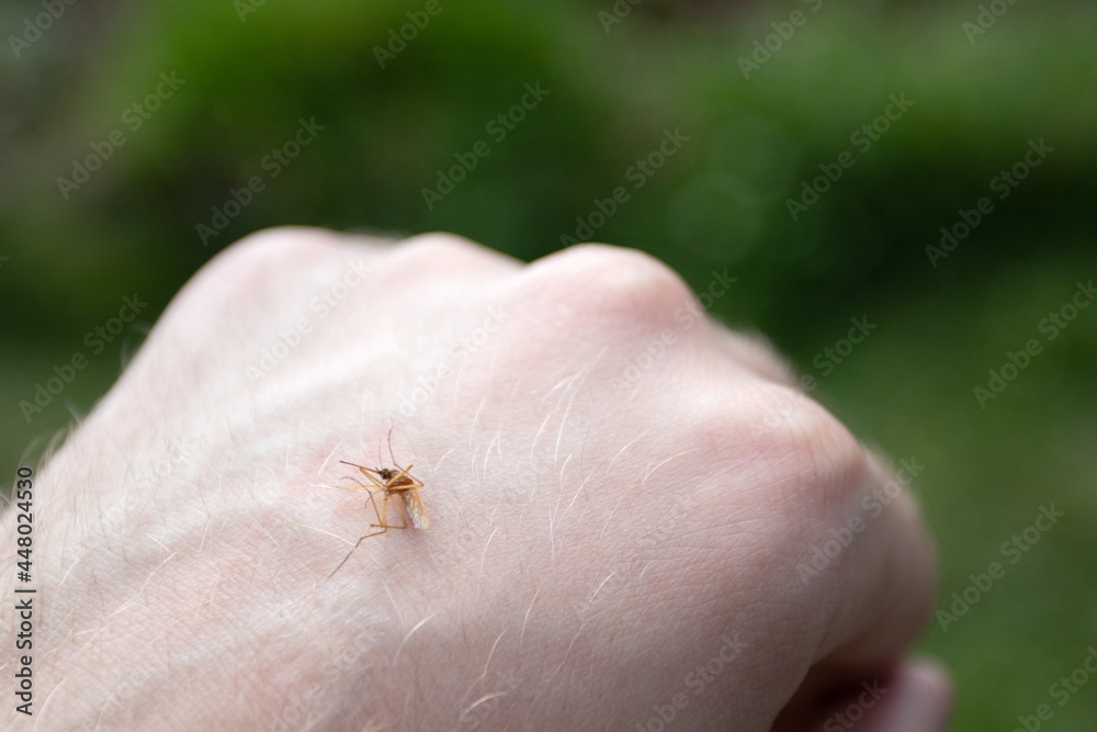 Obraz premium The Mosquito on a human hand