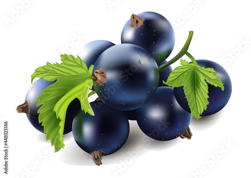black currant is a delicious healthy berry