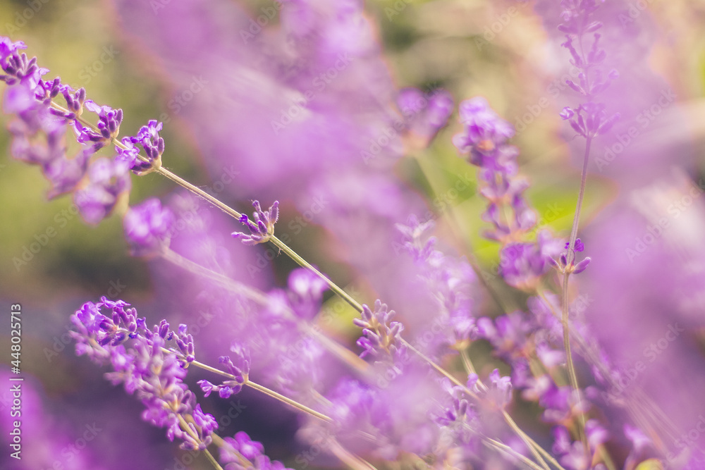 Homegrown violet vibrant lavender flowers in the morning light. Summer herbs for tea. Close up macro view. Lavender wallpaper with copy space. Color trend 2021. Homegrown violet vibrant lavender flowers in the morning light. Summer herbs for tea. Close up macro view. Lavender wallpaper with copy space. Color trend 2021.