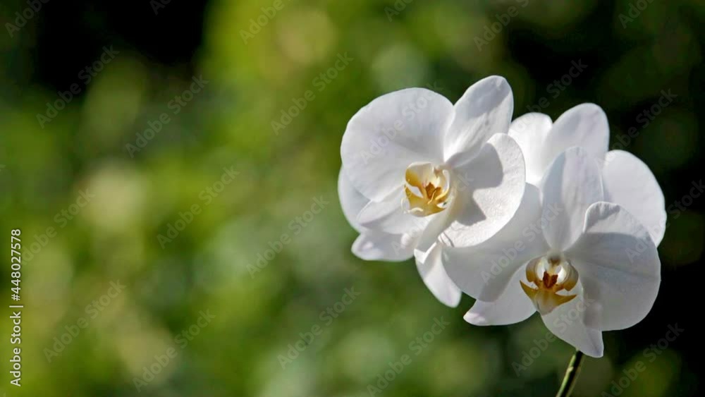 White Orchid branch on green natural background
White Orchid branch on green natural background