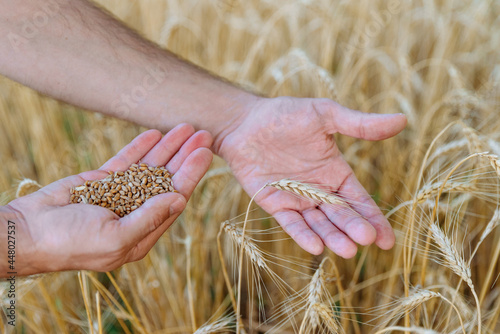 Male farmer hold wheat ear in one hand and wheat grains in other on background of field. Concept of ancient human rural activities and love for result of hard work