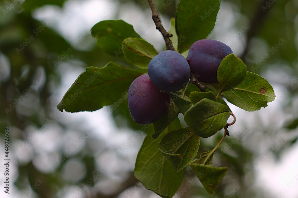 three purple plums ripening on a branch three purple plums ripening on a branch