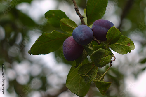 three purple plums ripening on a branch