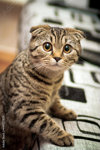 A surprised Scottish Fold cat stands on the couch and looks at the camera. Funny pets. Close-up.