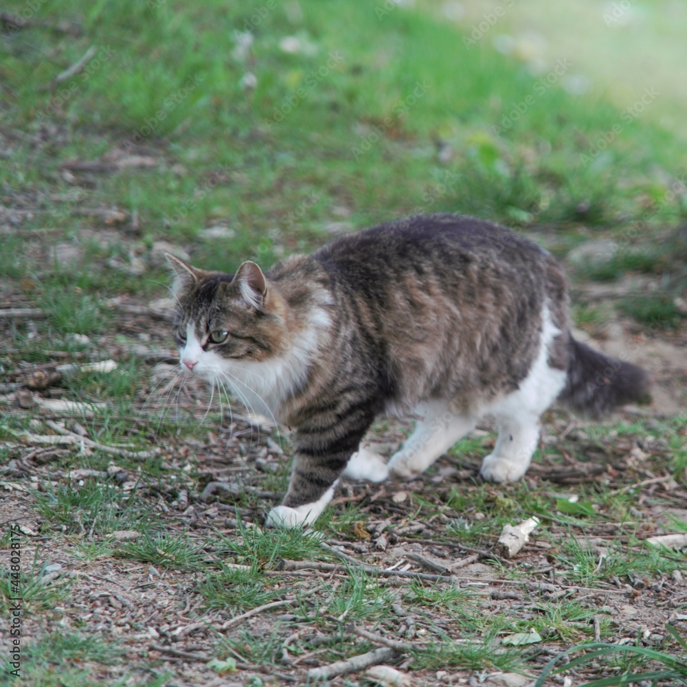 Chatte  couleur Isabelle .