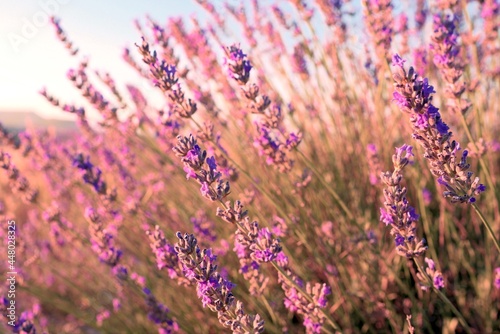 lavender field at sunset