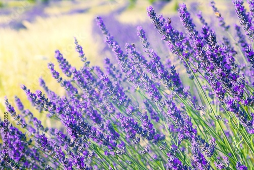 lavender flowers in a field