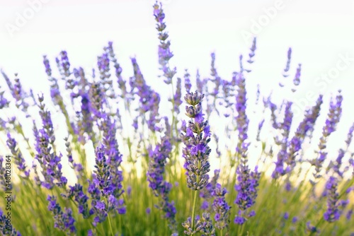 lavender flowers in a field