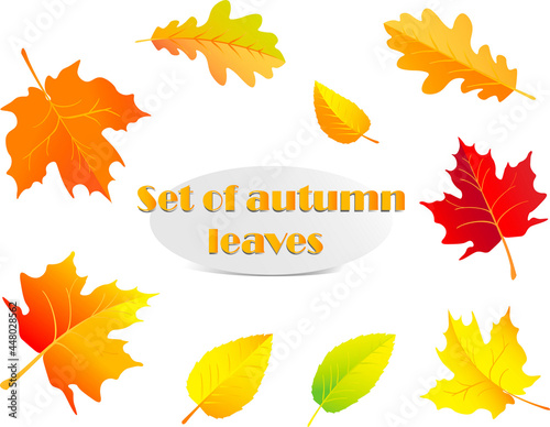 Set of autumn leaves, maple, oak and birch. Vector drawing, graphics Web
