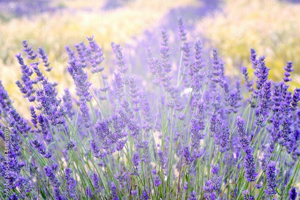 Obraz premium field of lavender