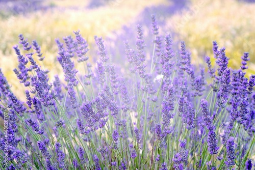 field of lavender