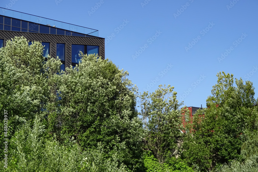 Clear blue sky on a sunny summer day. Buildings on the back. Green trees with foliage on the front. Kalamaja district. Tallinn, Estonia, EU, Europe. July 2021