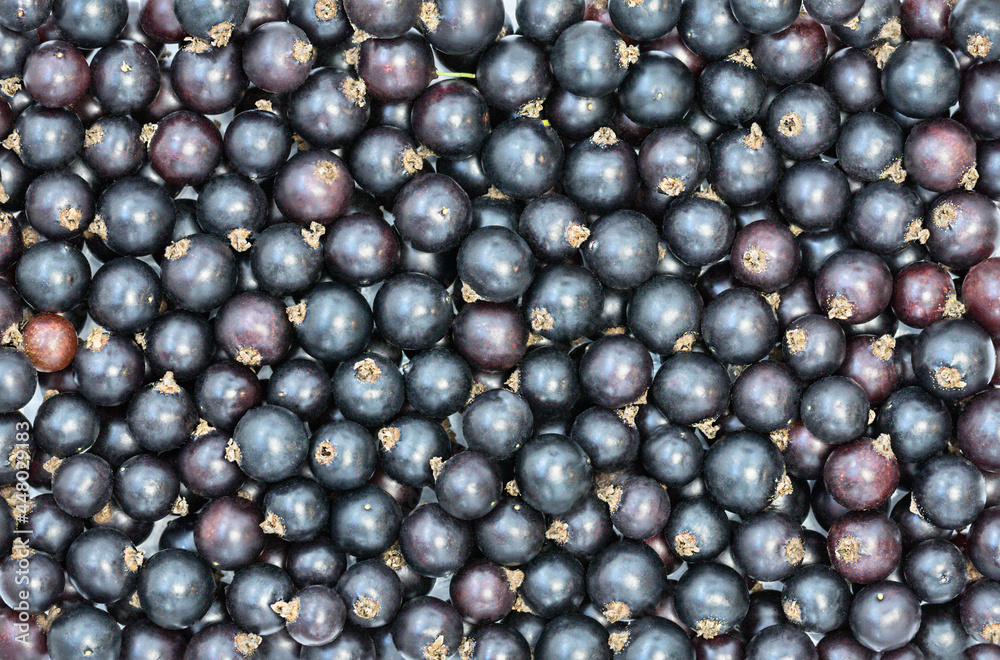 Berries background of black currant - top view
Berries background of black currant - top view