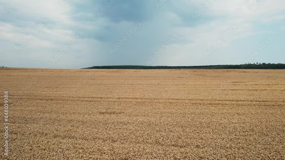 Wheat field. Aerial view. Flight above the ripe golden wheat field at sunset Flight over wheat Field with blue sky. Wheat field. Aerial view. Flight above the ripe golden wheat field at sunset Flight over wheat Field with blue sky.