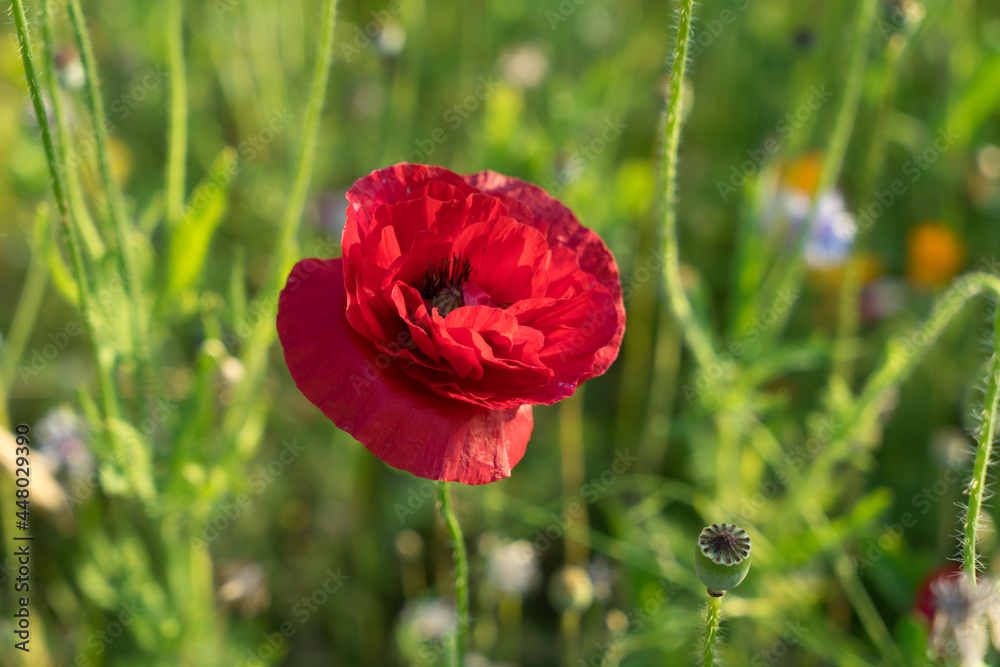 beautiful red poppy flower and green field in summer botany close-up beautiful red poppy flower and green field in summer botany close-up