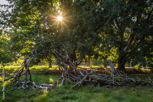 The sun bursts through a tree at the Davis arboretum in California