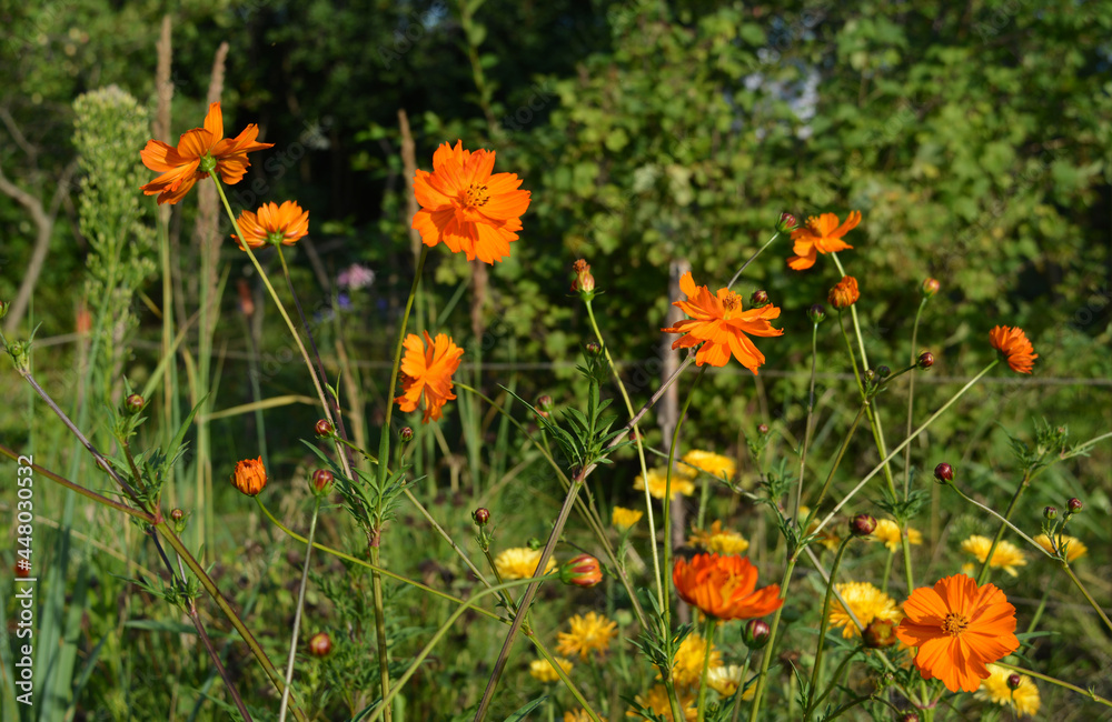 Bright cosmos flowers in shades of orange in rural garden Bright cosmos flowers in shades of orange in rural garden