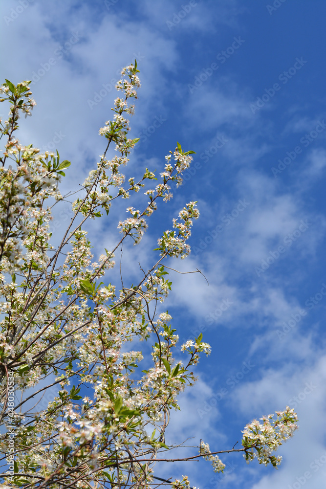 Blooming cherry tree in the garden in spring Blooming cherry tree in the garden in spring