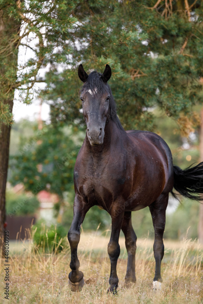 closeup portrait of beautiful black draft mare horse with white spot on forehead walking free in field in summer closeup portrait of beautiful black draft mare horse with white spot on forehead walking free in field in summer