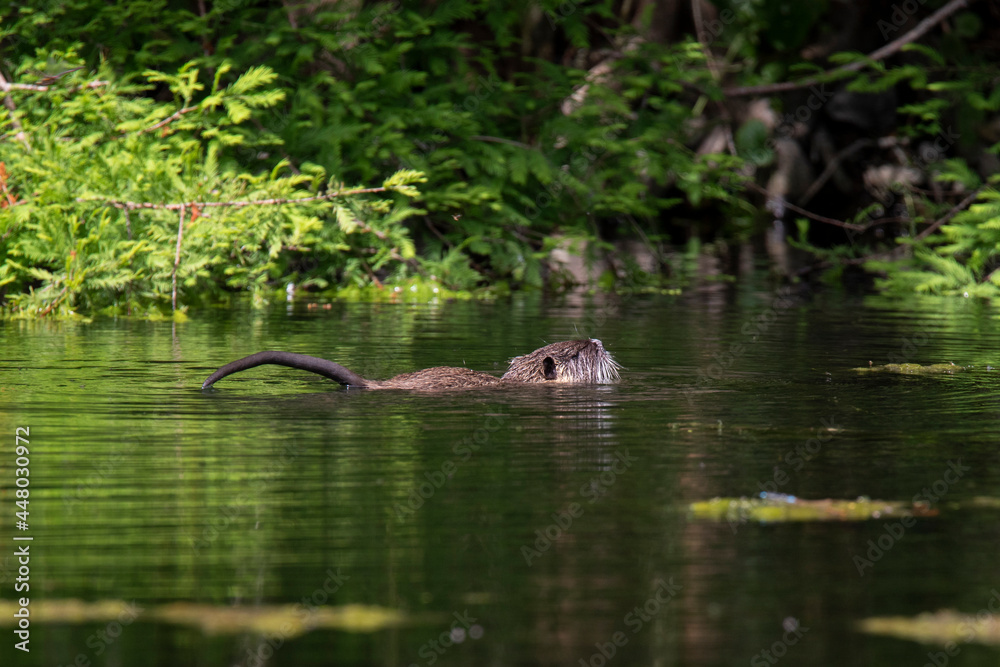 Nutria Nutria