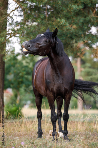 portrait of black mare horse smiling on command in summer © vprotastchik