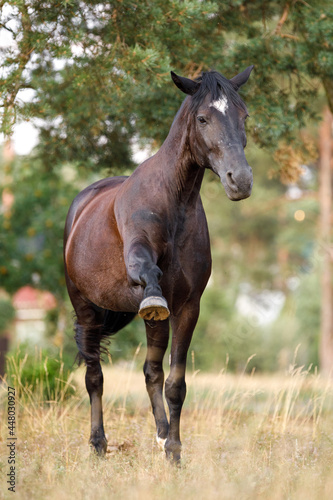 portrait of horse spanish walk on command by black draft mare in summer