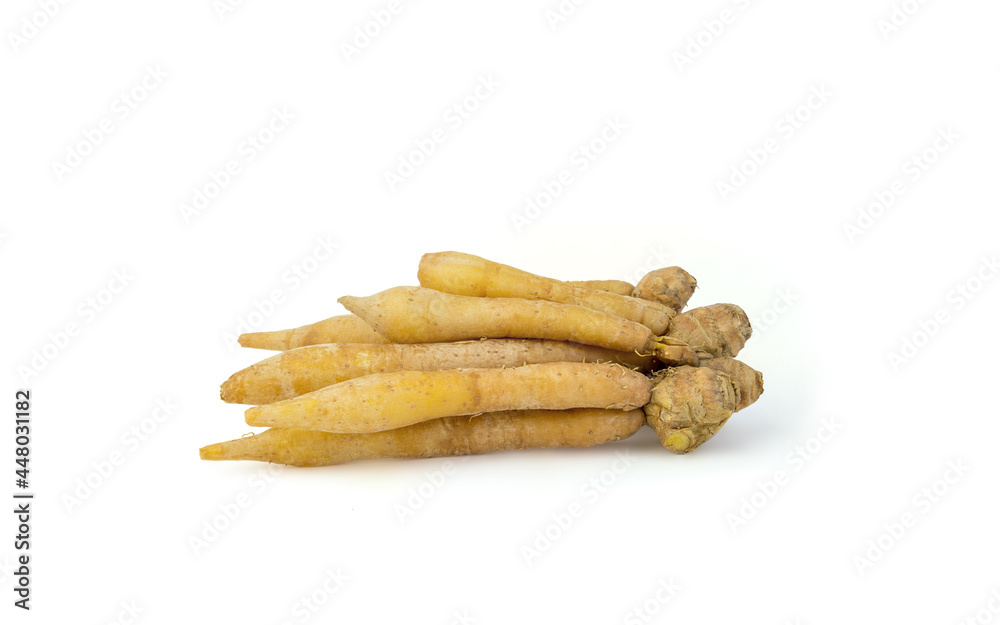 fresh white galingale(finger root, Krachai) Thai herbs to prevent covid-19 isolated on white background fresh white galingale(finger root, Krachai) Thai herbs to prevent covid-19 isolated on white background