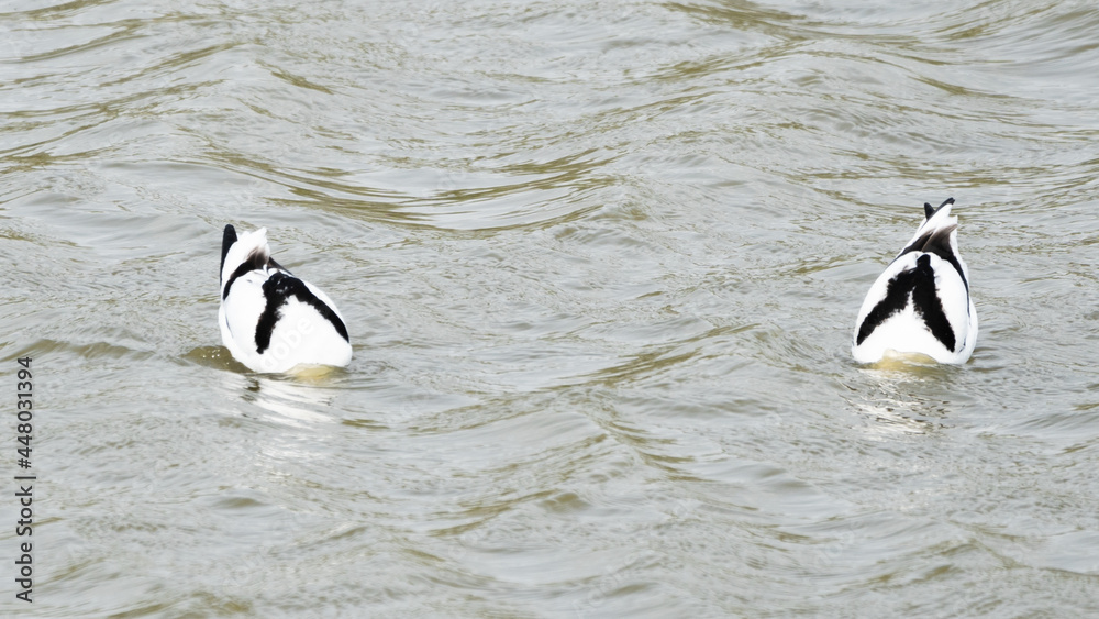 Naklejka premium Two pied avocets Symmetric diving