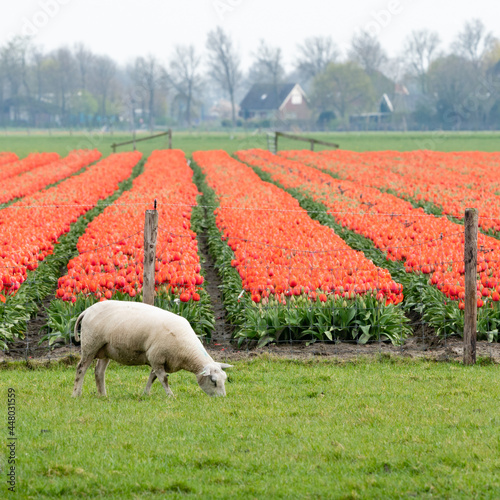A sheep in a meadow and a tulipsfield