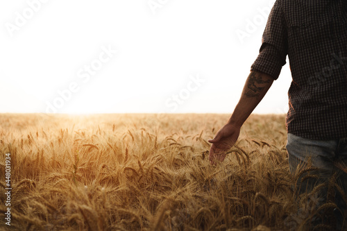 Wallpaper Mural Male hand touches wheat ears on field at sunset Torontodigital.ca