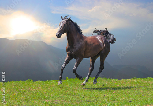 horse in the field, a young horse gallops in the mountains on the pasture