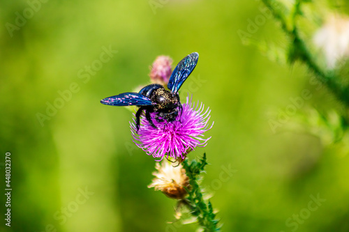 A blue bumblebee on a flower background
