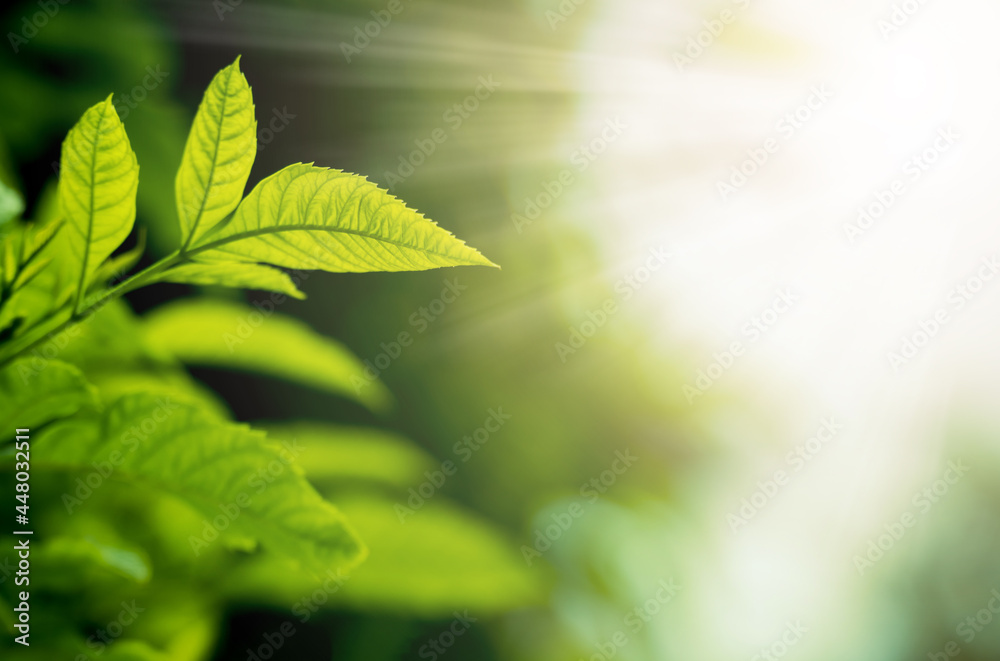 Nature of green leaf in garden at summer with sunlight. Natural green leaves plants using as spring background cover page environment ecology or greenery wallpaper. copy space text. Nature of green leaf in garden at summer with sunlight. Natural green leaves plants using as spring background cover page environment ecology or greenery wallpaper. copy space text.