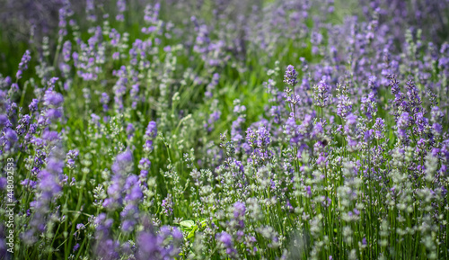 Close up of lavender flower blooming fragrant field in endless rows at sunset. Selective focus on lavender bushes of purple fragrant flowers in lavender fields