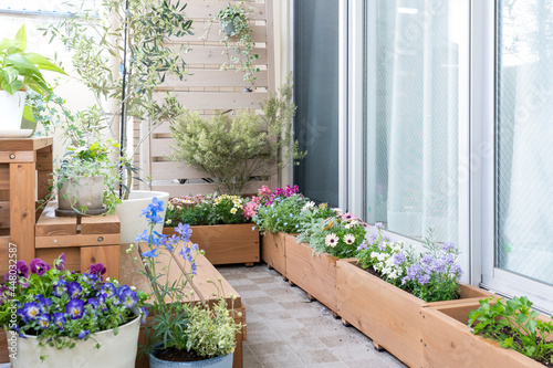 ベランダガーデニング・植物・花 photo