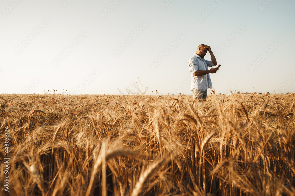 Man using smartphone while standing in wheat field at sunset Man using smartphone while standing in wheat field at sunset