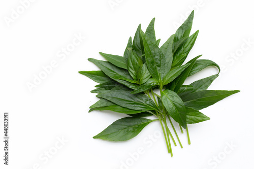 Bild auf Leinwand Kariyat or Andrographis paniculata green leaves on white background