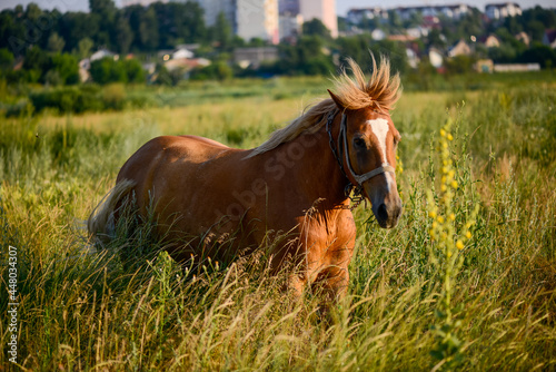 the horse grazes on the field in the evening sun against the backdrop of a landscape with houses 