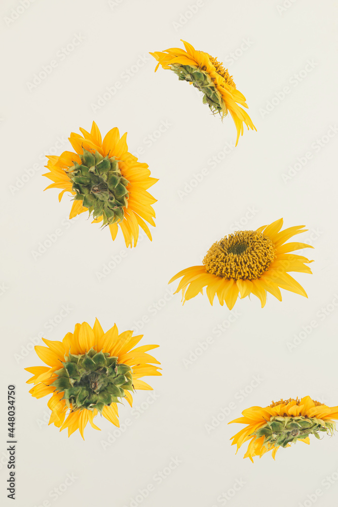 Minimal, spring or summer creative pattern made of yellow daisy flowers in full bloom on the pastel beige background. Natural, decorative, blossom texture. Wedding, valentine or mothers day card idea. Minimal, spring or summer creative pattern made of yellow daisy flowers in full bloom on the pastel beige background. Natural, decorative, blossom texture. Wedding, valentine or mothers day card idea.