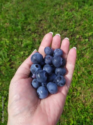 A woman's hand holding a handful of fresh blueberries against the background of a berry bush. Outdoors, photo of the farm.