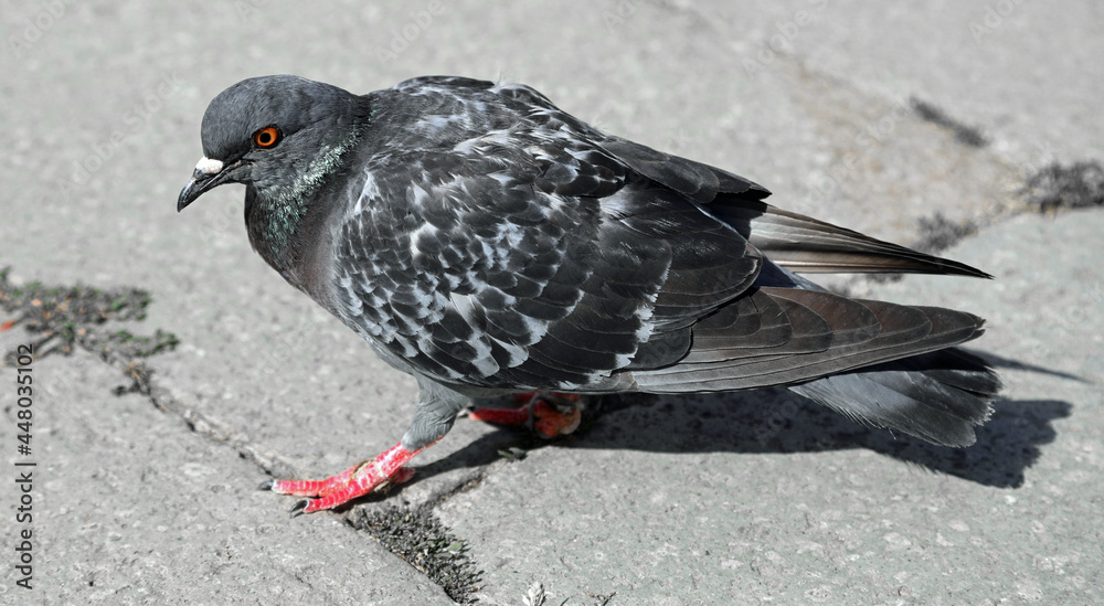 Obraz premium Urban pigeon with big orange eye that paws in the square