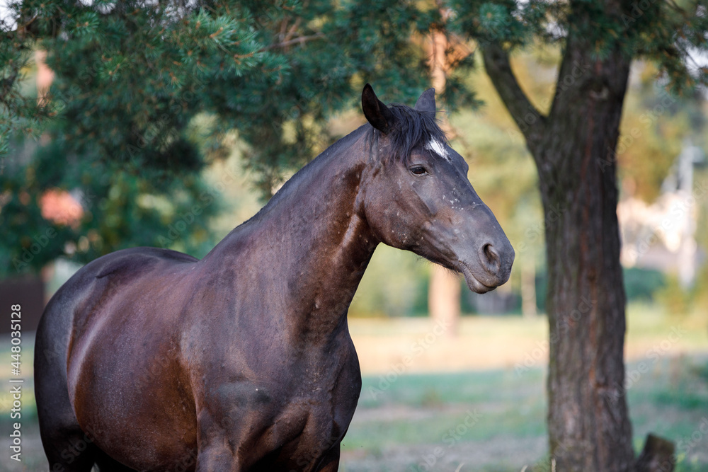 portrait of black draft mare horse in summer