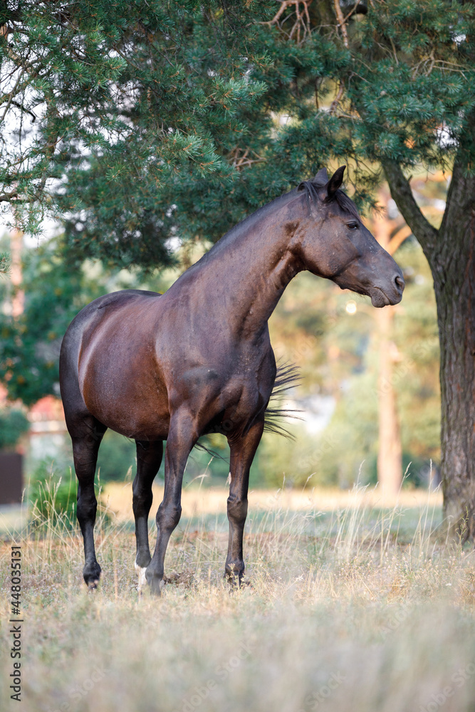 portrait of black draft mare horse in summer portrait of black draft mare horse in summer