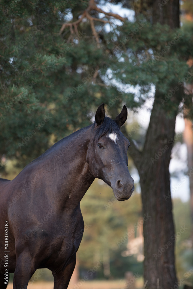 Obraz premium closeup portrait of beautiful black draft mare horse with white spot on forehead in field in summer