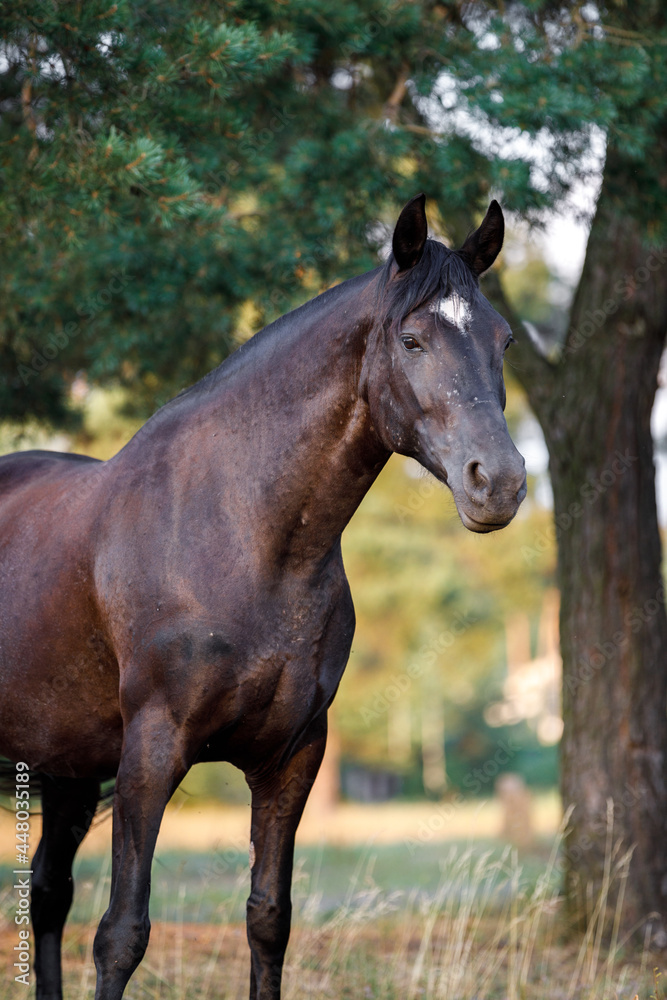 closeup portrait of beautiful black draft mare horse with white spot on forehead in field in summer closeup portrait of beautiful black draft mare horse with white spot on forehead in field in summer
