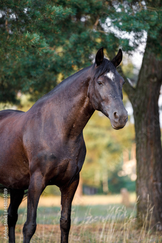 closeup portrait of beautiful black draft mare horse with white spot on forehead in field in summer © vprotastchik