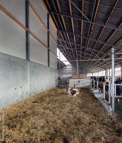 Cow resting in straw in modern stable.