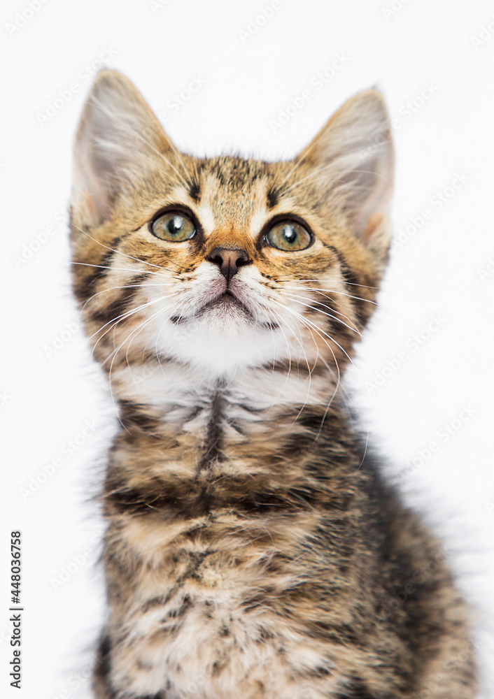 tabby kitten looking up on a white background