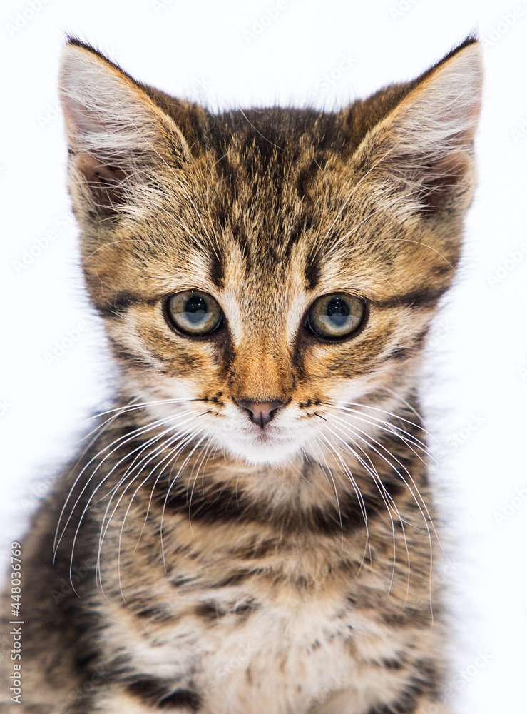 tabby kitten with a sly look on a white background