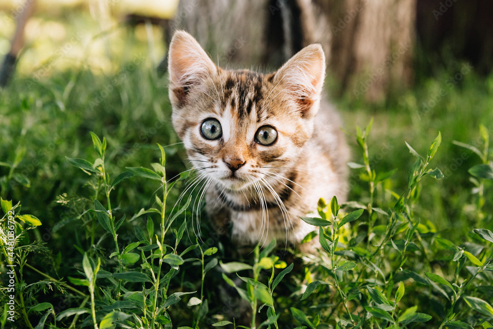 beautiful tricolor tabby kitten in nature
